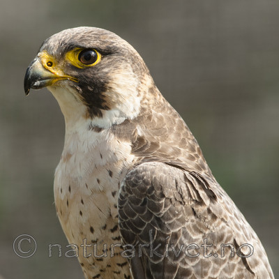 BB 08 0175 / Falco peregrinus / Vandrefalk